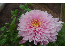 ��������� ���������� "������"