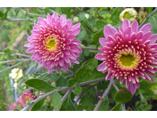 ��������� ���������� "������"