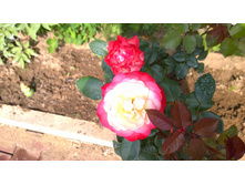 WP 20170721 09 24 02 Pro.jpg