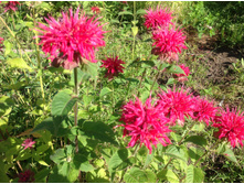 ������� ����