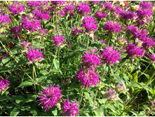 ������� �����-���������