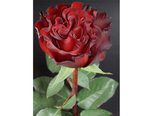 ����� (HEARTS).jpg