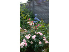 WP 20170721 09 29 15 Pro.jpg