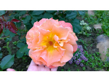 WP 20170709 10 30 24 Pro.jpg