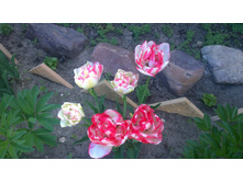 WP 20170528 16 17 09 Pro.jpg