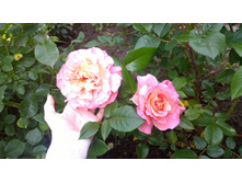 WP 20170709 12 33 55 Pro.jpg