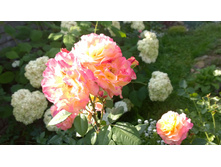 WP 20170820 09 48 01 Pro.jpg