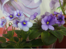 Rob's Penny Ante � Rob's Fuddy Duddy