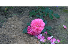 WP 20170820 09 48 09 Pro.jpg