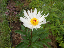 ���� ����� (�����)