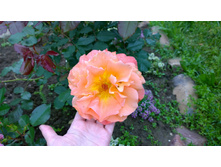 WP 20170709 10 30 24 Pro  highres.jpg