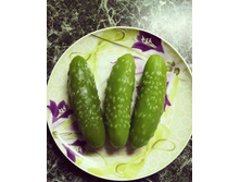 ������ �����������