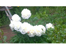 WP 20170702 12 46 25 Pro.jpg