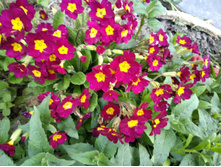 IMG 20170520 191302.jpg