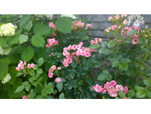 WP 20170804 09 39 23 Pro.jpg