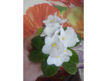 �-���� ����� (�����)