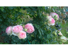 WP 20170721 09 10 38 Pro.jpg