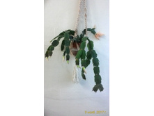 ���������, ������-����