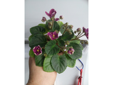 Mac's Paisley Pattern