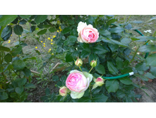 WP 20170716 18 46 57 Pro.jpg