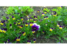 WP 20170527 09 55 22 Pro.jpg