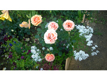 WP 20170803 19 53 36 Pro.jpg