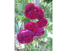 �������� (FALSTAFF).jpg