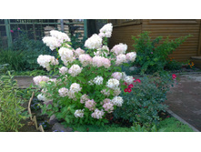 WP 20170903 15 02 48 Pro.jpg