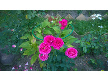 WP 20170728 20 24 24 Pro.jpg