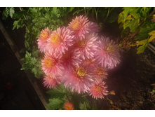 ��������� ���������� "��������� "