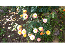 WP 20170914 09 57 07 Pro.jpg