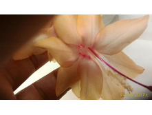 P 20171109 160323 1 p[1].jpg