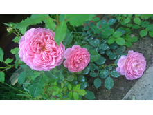 WP 20170730 10 46 02 Pro.jpg