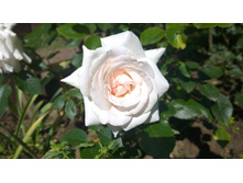 WP 20170713 09 41 09 Pro.jpg