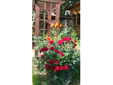 WP 20170820 09 42 26 Pro.jpg