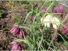 ������ ���������