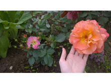 WP 20170709 12 40 32 Pro.jpg