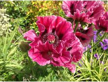 ��� ���������