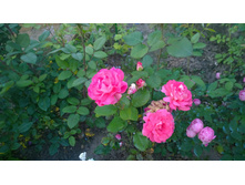 WP 20170728 20 28 08 Pro.jpg