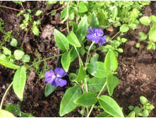 �������� �������� �����