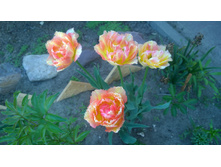 WP 20170528 16 16 55 Pro.jpg