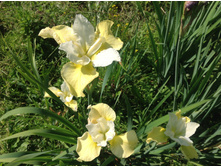 ���� ��������� ���� ��� �����