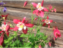 ��������� ������� ������