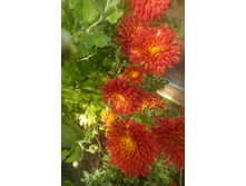 ��������� ���������� "������ "