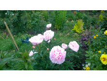 WP 20170702 12 47 49 Pro.jpg