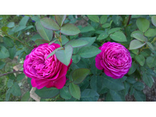 WP 20170716 18 46 37 Pro.jpg