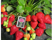 ��������� ������� ������������ ���, 50���. (�������� 28��.).jpg