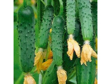 ������ ��������� ������� F1 28,00