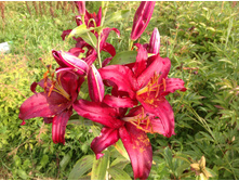 ����� ��������