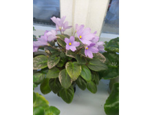 ��-����� �������